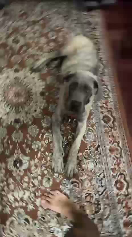 Cane Corso Puppy | Brindle, farm video