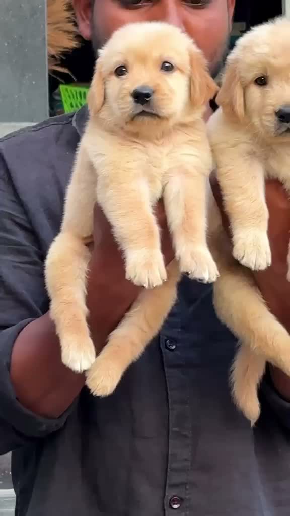 Labrador Retriever Puppy, farm video