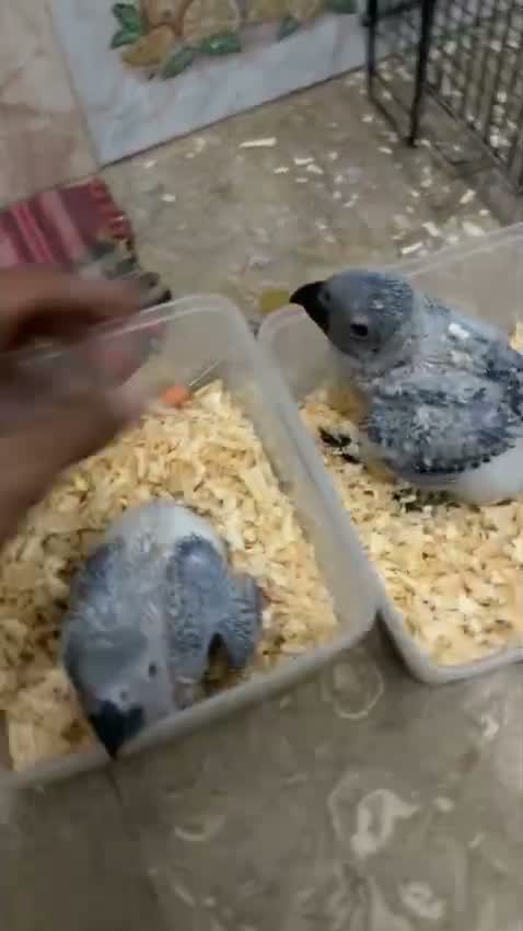 African Grey Parrot, farm video