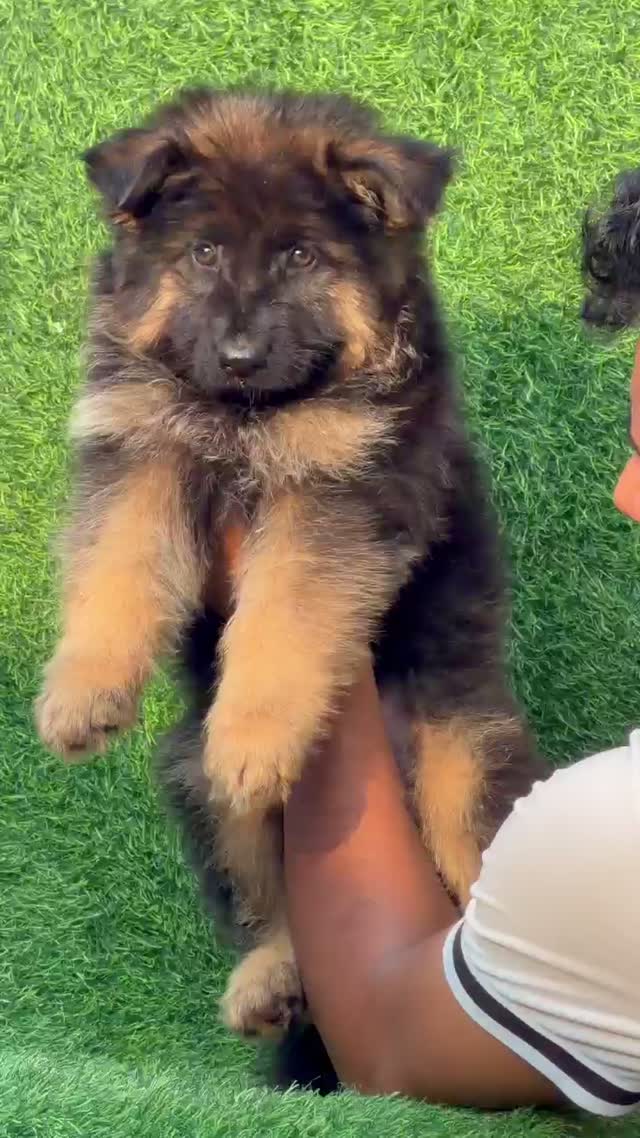 German Shepherd Puppy, farm video
