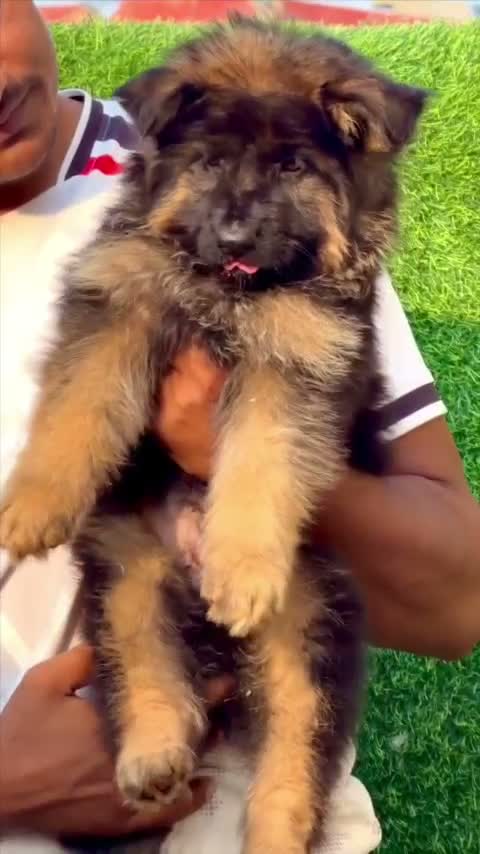 German Shepherd Puppy, farm video