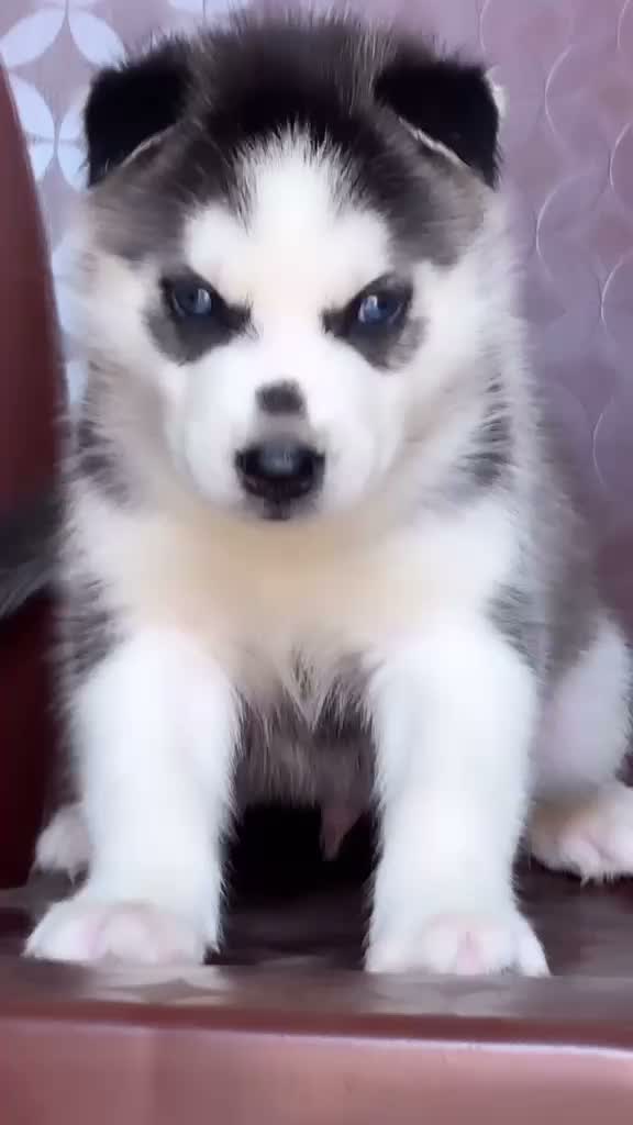 Siberian Husky Puppy | Black & White Color, farm video