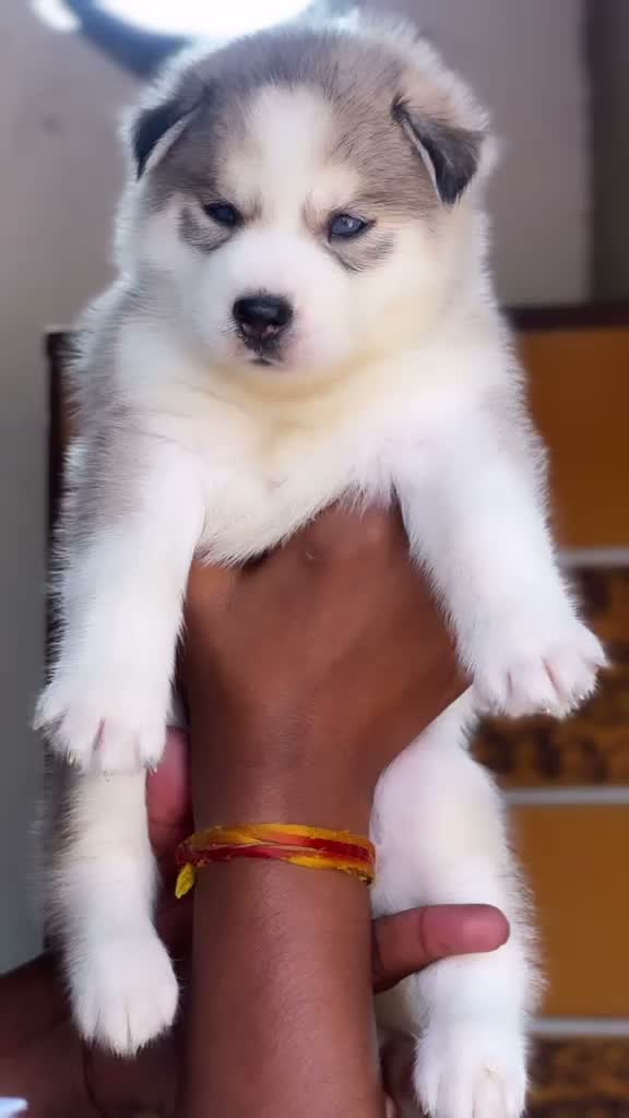 Siberian Husky Puppy | Black & White Color, farm video