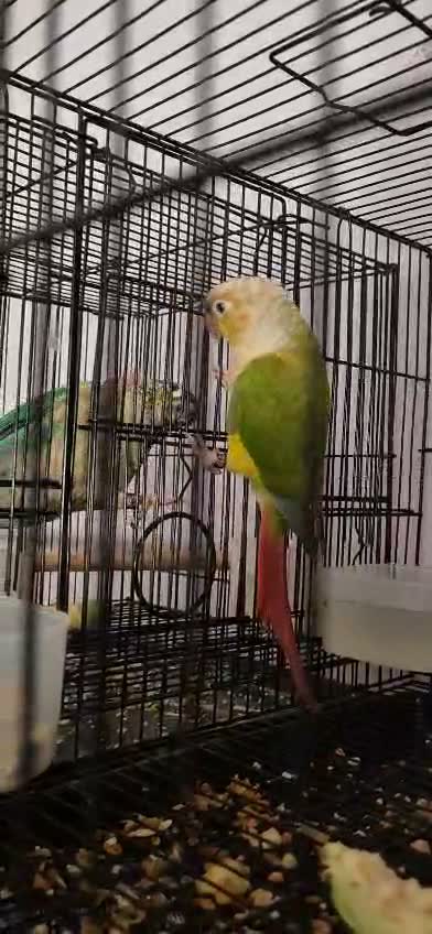 Pineapple Headed Conure, farm video