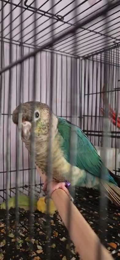 Small Cheek Conure, farm video