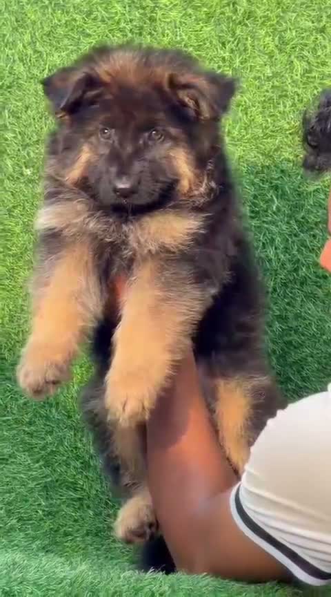 German Shepherd Puppy, farm video