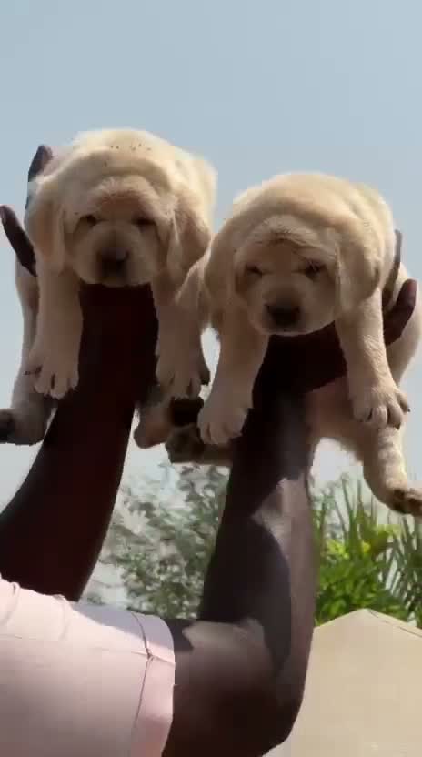 Beagle Black & Tan Puppy, farm video