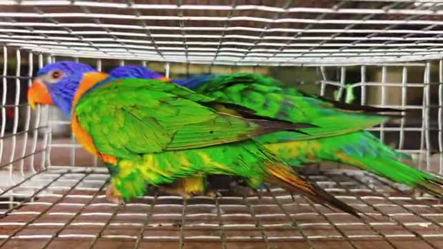 Chattering Lorikeet, farm video