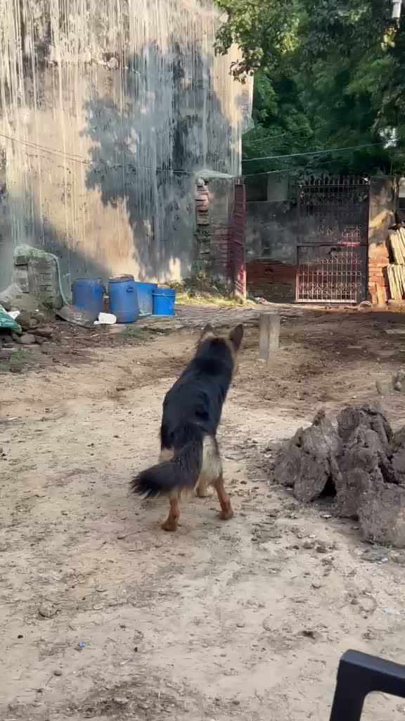 German Shepherd Puppy, farm video