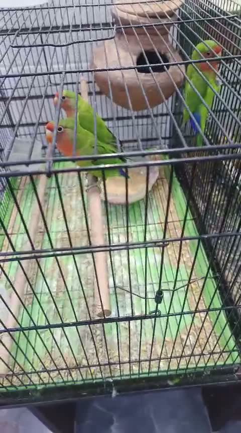 Cockatiel, farm video