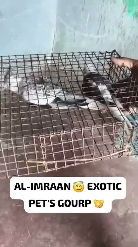 Cockatiel, farm video