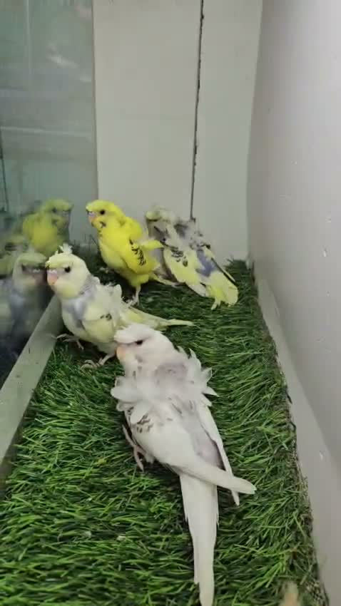 Chotiyal Pigeon, farm video
