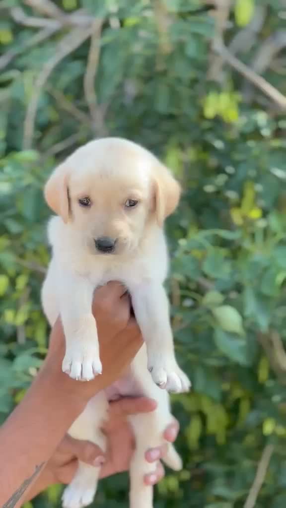 Beagle Black & Tan Puppy, farm video