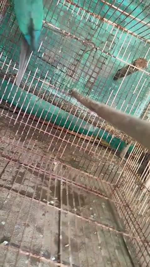Green Cheek Conure, farm video