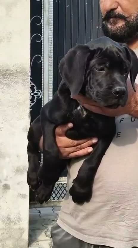 Cane Corso Puppy, farm video