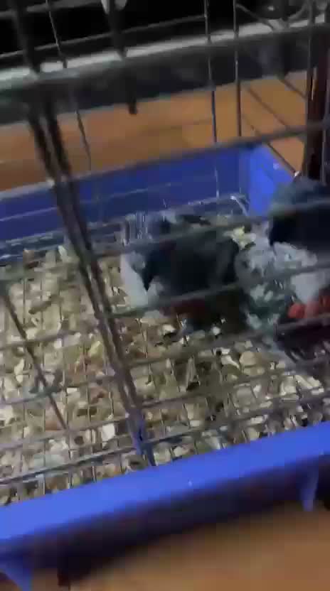 Chattering Lorikeet, farm video