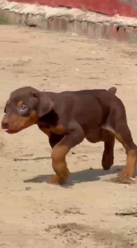 Doberman Pinscher Puppy, farm video