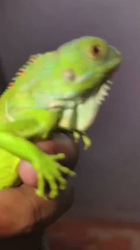 Iguana, farm video