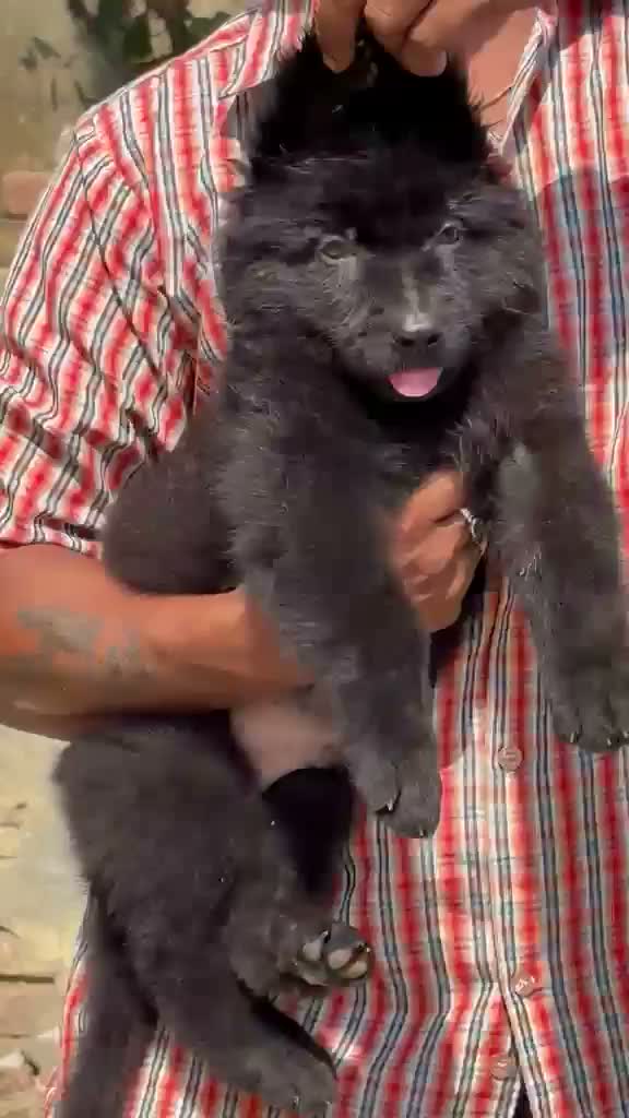 German Shepherd Puppy, farm video