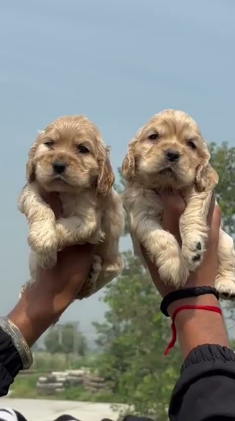Dachshund Puppy | Brown, farm video
