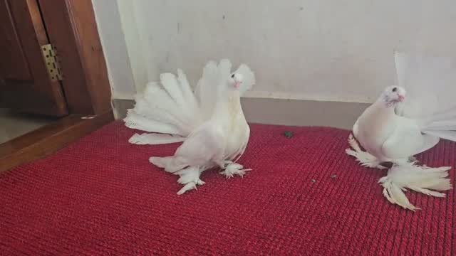 Chotiyal Pigeon, farm video