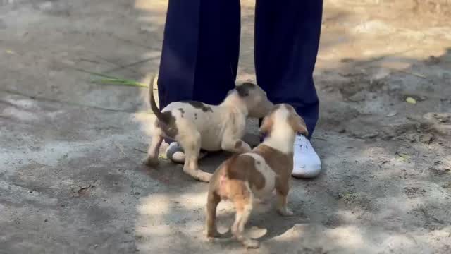 Pitbull Terrier Puppy, farm video