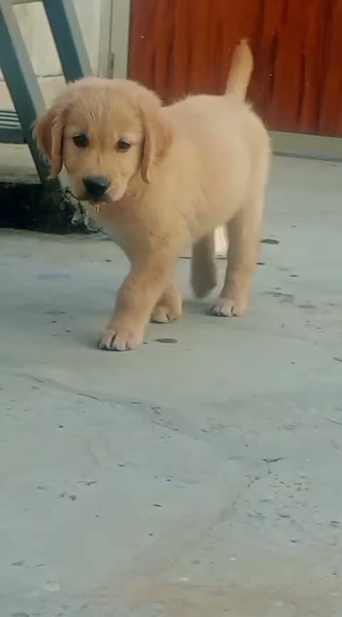 Golden Retriever, farm video