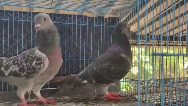 Chotiyal Pigeon, farm video
