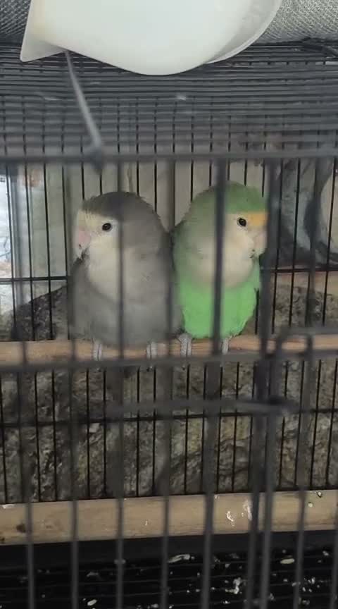 African Love Birds, farm video