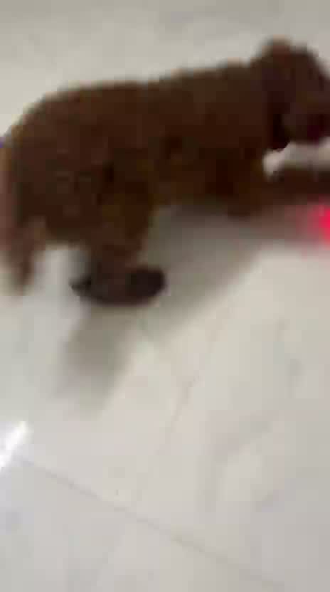 Toy Poodle Puppy, farm video