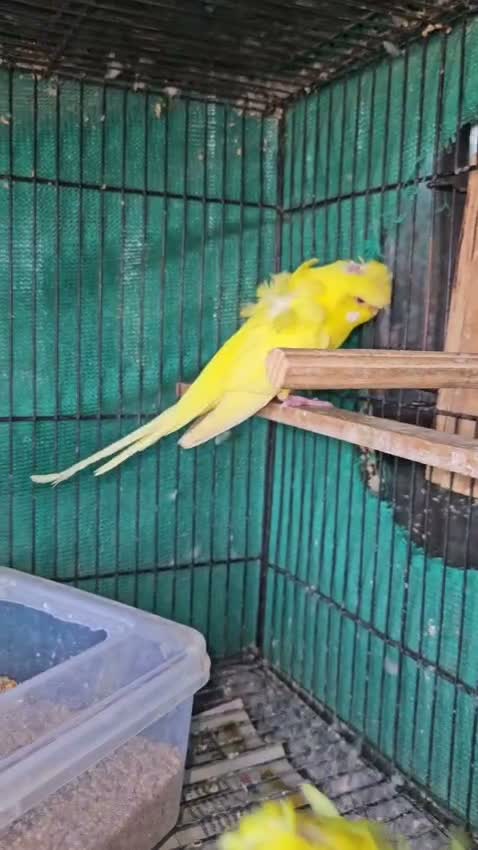 Budgies | Fallow, farm video