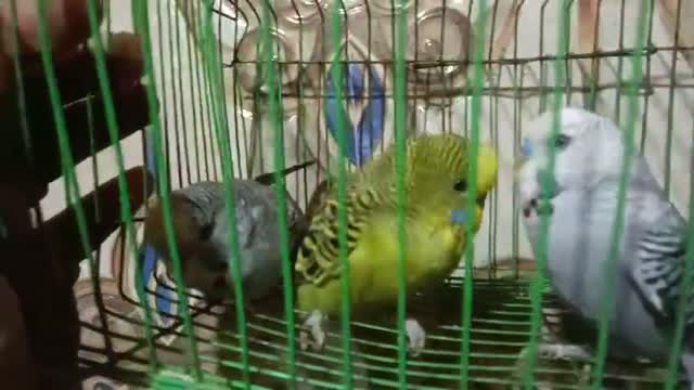 Holland Budgies, farm video