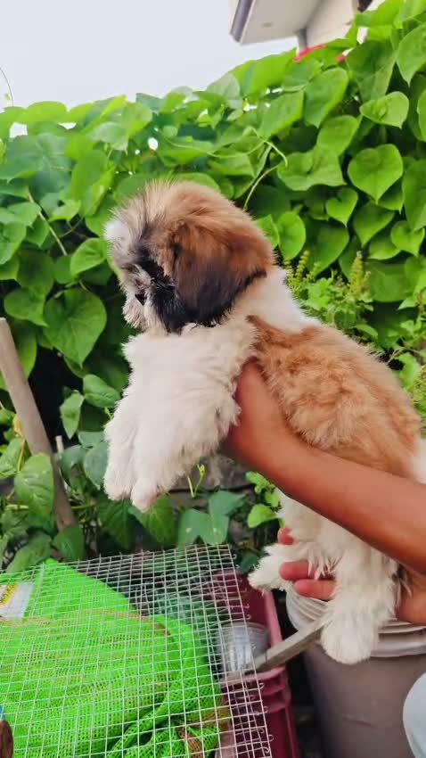 Shih Tzu | Black Color, farm video
