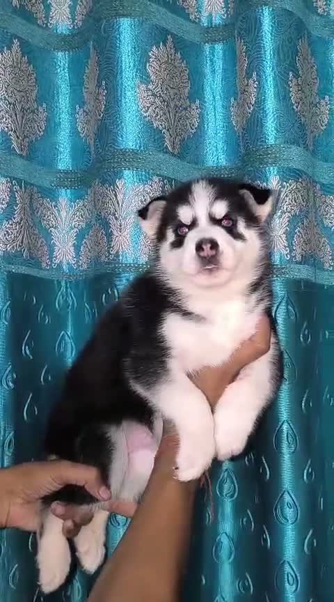 Siberian Husky Puppy | Black & White Color, farm video