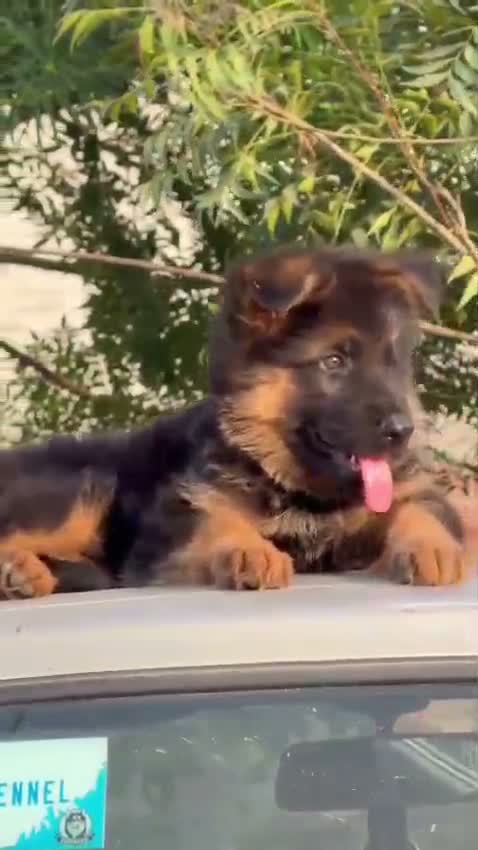 German Shepherd Puppy, farm video