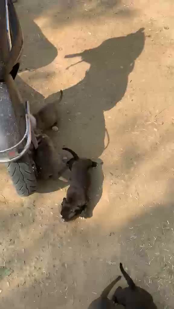American Bully XXL Size Puppy, farm video
