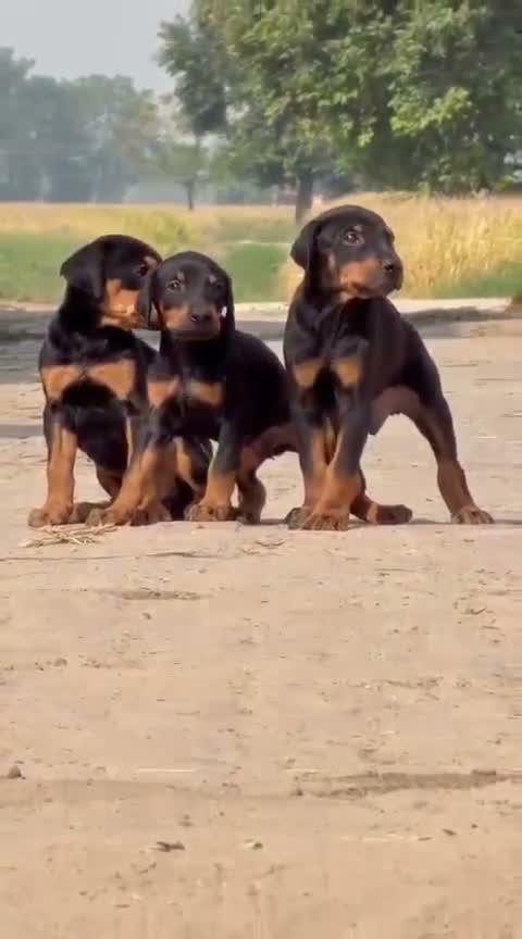 Doberman Pinscher Puppy, farm video