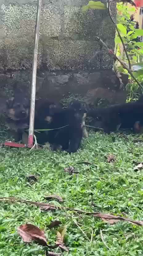 German Shepherd Puppy, farm video