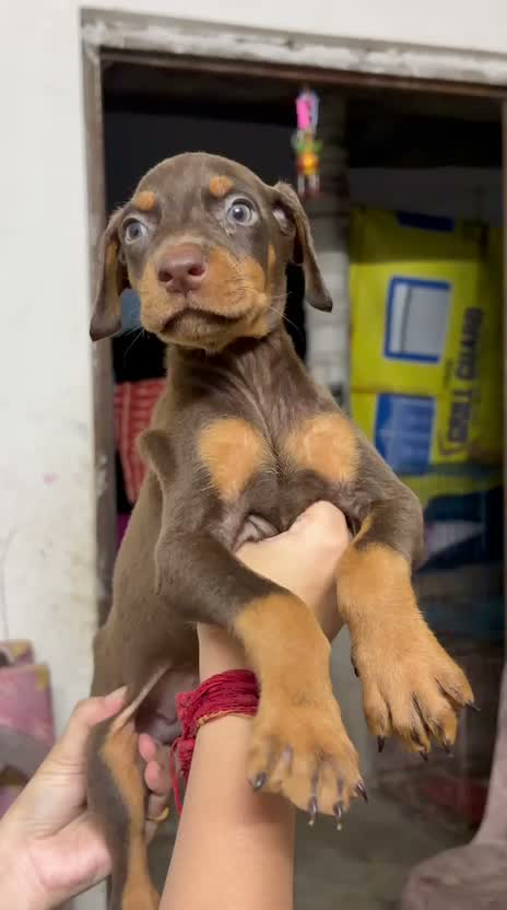 Doberman Pinscher Puppy, farm video