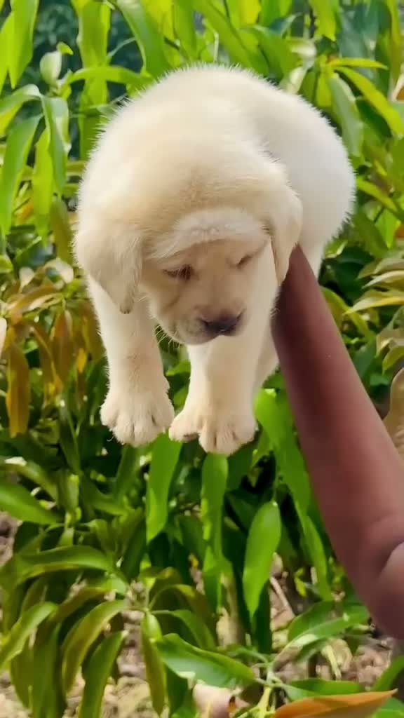 Beagle Black & Tan Puppy, farm video