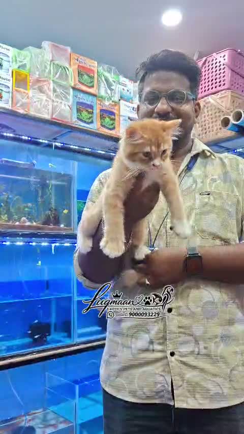 Persian, farm video