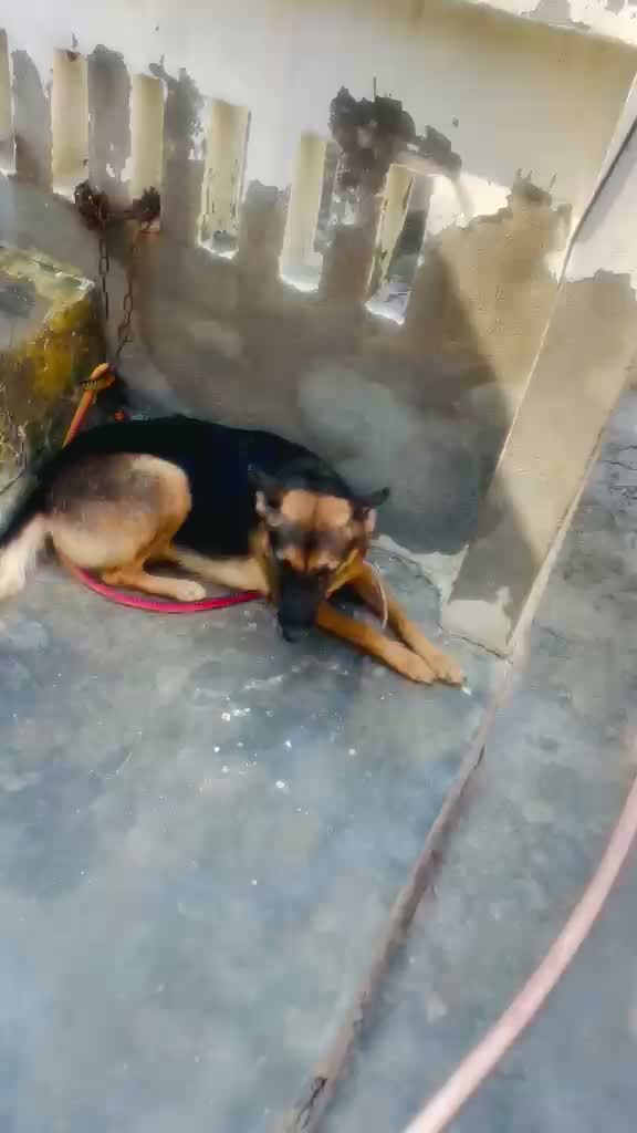 Dachshund Puppy | Brown, farm video