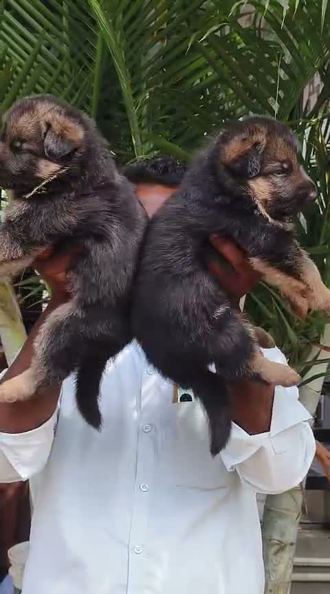 Dachshund Puppy | Brown, farm video