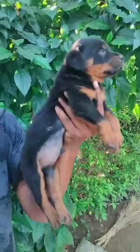 Rottweiler Puppy, farm video