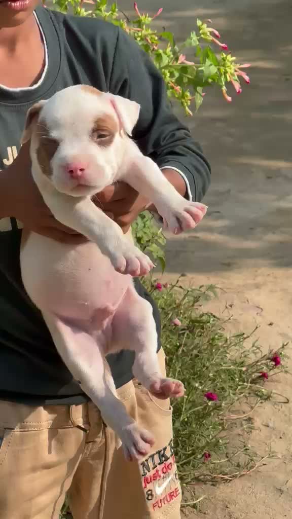 American Bully XL Size Puppy, farm video