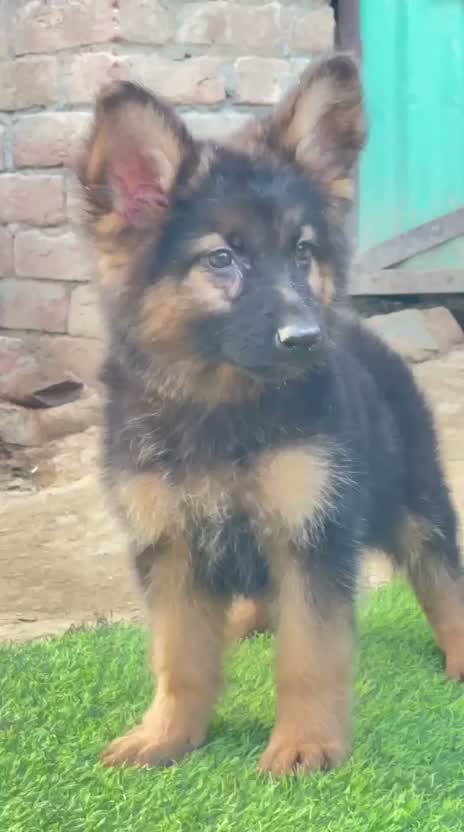 German Shepherd Puppy, farm video
