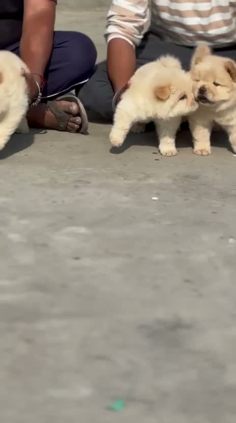 Chow Chow Puppies, farm video