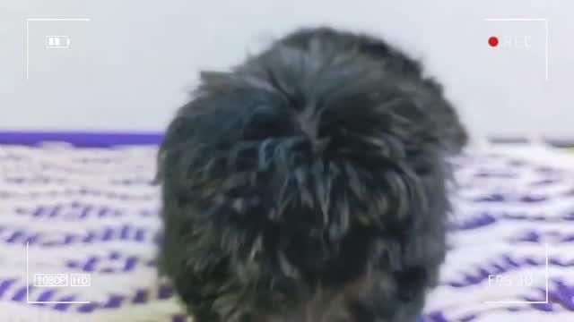 Maltipoo Puppy, farm video