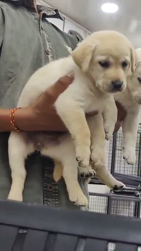 Dachshund Puppy | Brown & Tan, farm video
