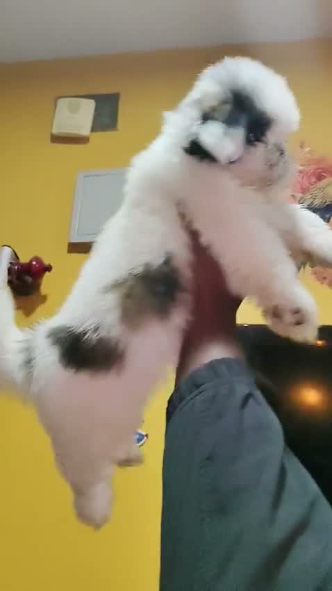 Shih Tzu | Black Color, farm video